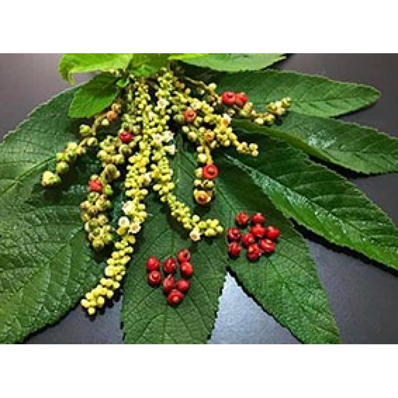 1 - Extrato artesanal Cúrcuma + Erva Baleeira - ARTICULAFLEX - 120 caps - 500mg