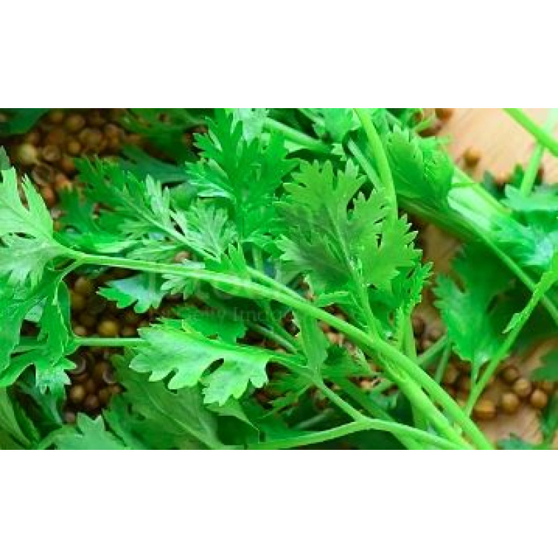 Detox - Cardo Mariano + Coentro cápsulas 580mg