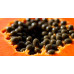 1 Vermeclean artesanal - “Semente de Abóbora, Erva Sta Maria, Semente de Mamão, Gengibre, Cravo e Cúrcuma em Cápsulas (120 cápsulas, 500mg)