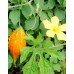 3 Potes Golden Glic - Extrato de Cúrcuma - Melão de São Caetano e Vitamina C - 120 cápsulas de 500mg 3 Potes Golden Glic - Extrato de Cúrcuma - Melão de São Caetano e Vitamina C - 120 cápsulas de 500mg