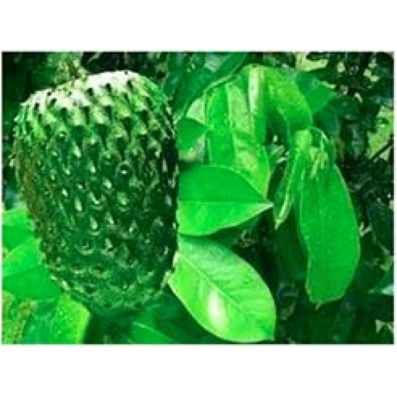 Graviola folhas desidratadas 100% puro. 120 Cápsulas 400mg - PRODUTO SOB ENCOMENDA. 