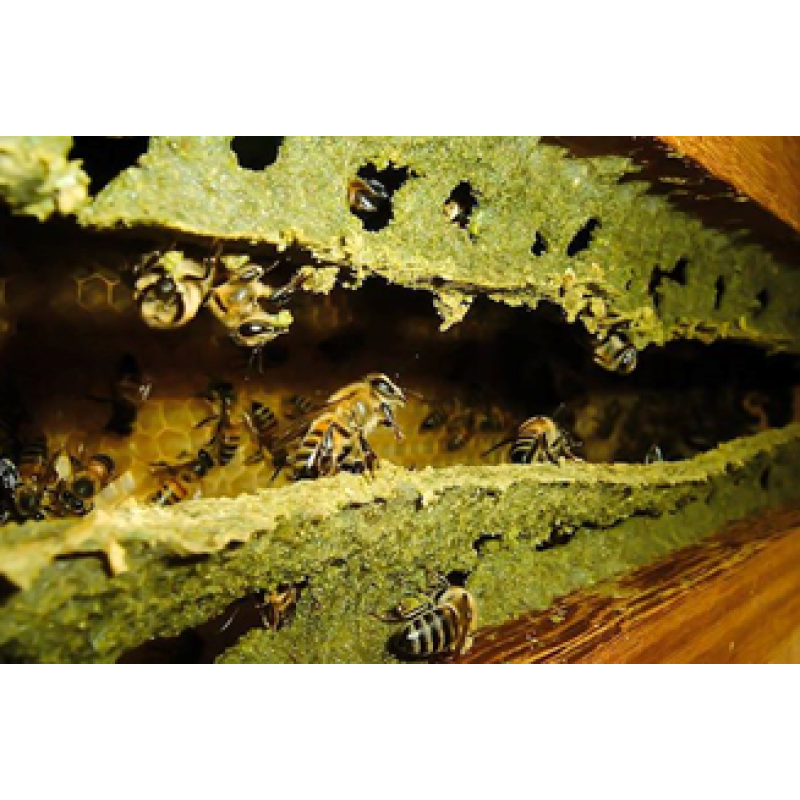 3 Extrato de Cúrcuma + Própolis verde 3 potes de 120 cápsulas 600mg 
