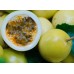 Auxiliar Natural artesanal para Ansiedade - Mulungo, Maracujá, Melissa, Camomila e Levedura de Cerveja - 3 potes de 120 Cápsulas de 350mg Auxiliar Natural artesanal para Ansiedade - Mulungo, Maracujá, Melissa, Camomila e Levedura de Cerveja - 3 potes de 120 Cápsulas de 350mg
