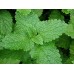 Auxiliar Natural artesanal para Ansiedade - Mulungo, Maracujá, Melissa, Camomila e Levedura de Cerveja - 3 potes de 120 Cápsulas de 350mg Auxiliar Natural artesanal para Ansiedade - Mulungo, Maracujá, Melissa, Camomila e Levedura de Cerveja - 3 potes de 120 Cápsulas de 350mg